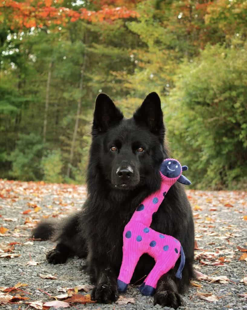 black german shepherd with autumn trees in the background